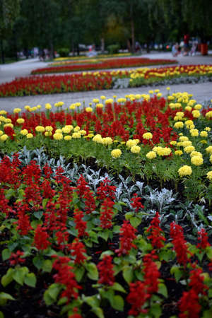 Colorful flowers on a flower bed in a park in the cityの写真素材