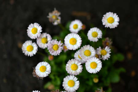 Small yellow and white chamomile flowers at duskの写真素材