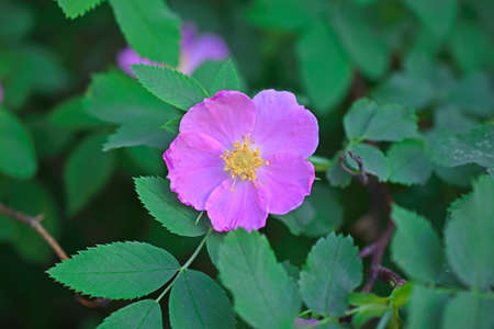 Pink rosehip flowers and bright green leavesの写真素材