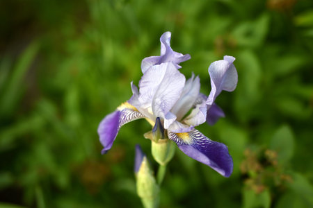 Aquilegia vulgaris (Latin: AquilÃ©gia vulgÃ¡ris) is a perennial herbaceous plant, a species of...