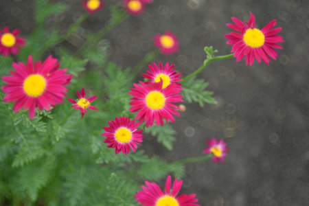 Red flowers pyrethrum Persian chamomile of the Aster family
