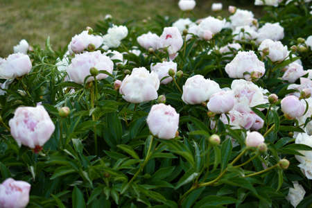 Pink and white peonies and bushes close upの写真素材