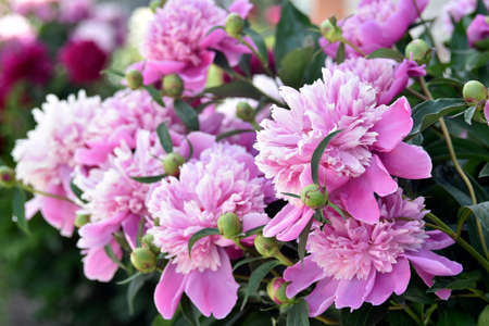 Pink large peony flowers on a green bushの写真素材