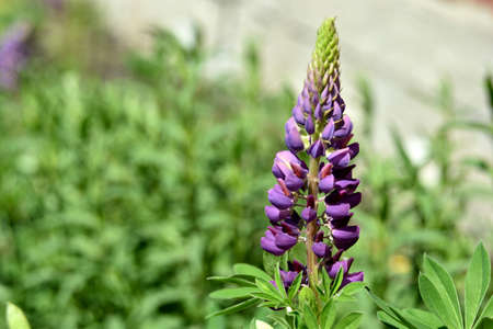 Lupine, or wolf bob lat. Lupinus is a genus of plants in the Legume family Fabaceae. It is represented by annual and perennial herbaceous plants, semi-shrubs, semi-shrubs, shrubs.の写真素材