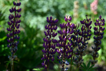Lupine, or wolf bob lat. Lupinus is a genus of plants in the Legume family Fabaceae. It is represented by annual and perennial herbaceous plants, semi-shrubs, semi-shrubs, shrubs.の写真素材