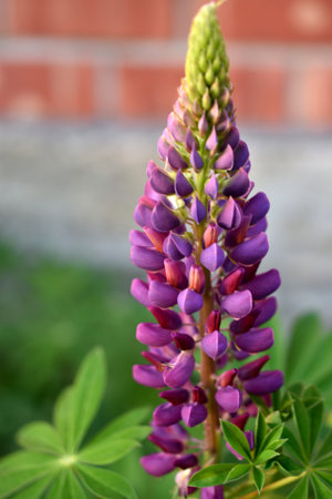 Lupine, or wolf bob lat. Lupinus is a genus of plants in the Legume family Fabaceae. It is...