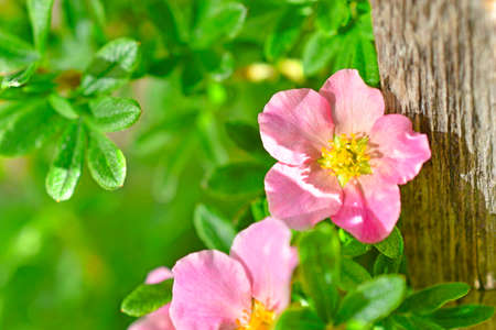 Pink flower Lapchatka is one of the varieties of herbaceous plants of the family Rosaceae.の写真素材