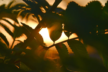 Green mountain ash leaves on the background of the setting sun