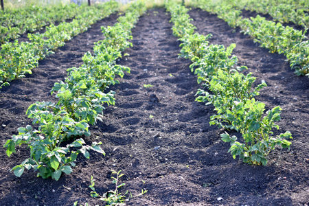 Potato seedlings in the garden in spring