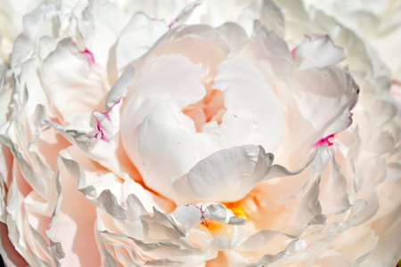 Pink and white beautiful peonies close up in the gardenの写真素材
