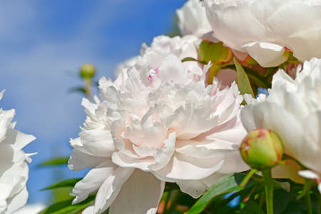 Pink and white beautiful peonies close up in the gardenの写真素材