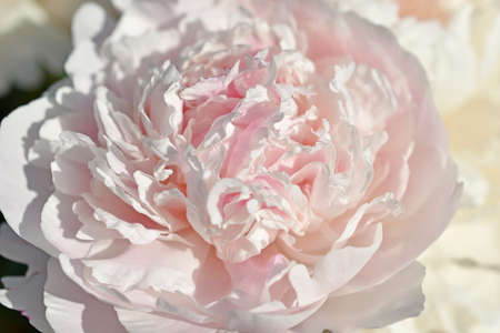 Pink and white beautiful peonies close up in the gardenの写真素材