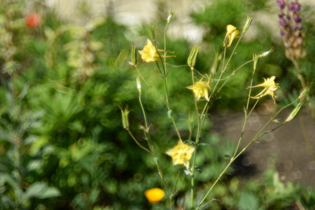 Flowers of aquilegia golden-flowered aquilegia chrysantha in the garden and bokehの写真素材