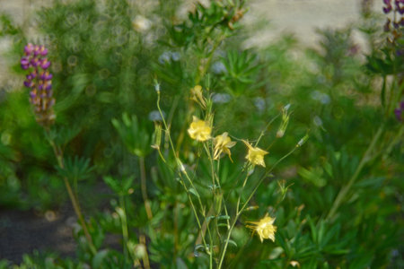 Flowers of aquilegia golden-flowered aquilegia chrysantha in the garden and bokehの写真素材