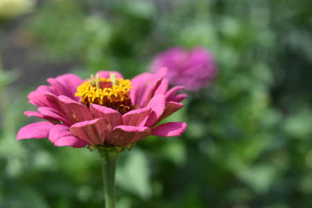 Colorful red yellow and blue flowers of zinnia close upの写真素材