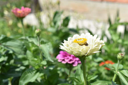Colorful tsinia flowers taken from the side in the garden with bokehの写真素材