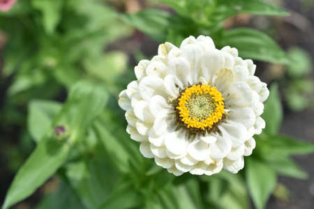 Colorful red yellow and blue flowers of zinnia close upの写真素材