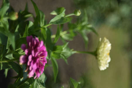 Colorful tsinia flowers taken from the side in the garden with bokehの写真素材