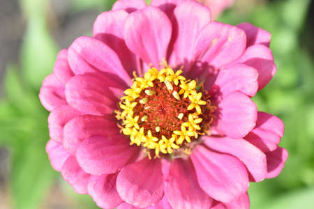 Colorful red yellow and blue flowers of zinnia close upの写真素材