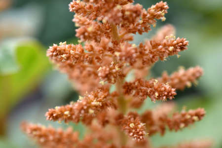 Yellow bush of Amaranth flowers lat. Amaranthus in the garden in summerの写真素材