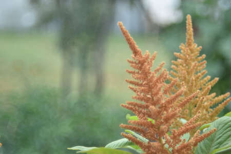 Yellow bush of Amaranth flowers lat. Amaranthus in the garden in summerの写真素材