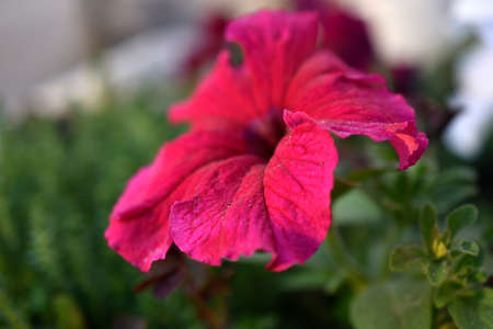 White petunia in the garden in the evening in the lightの写真素材