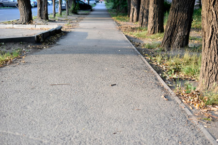 A street in the city with big trees