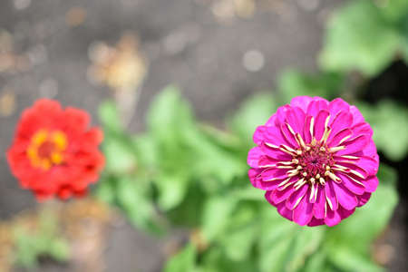 Colorful flowers of zinnia elegant in the gardenの写真素材