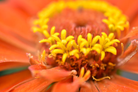 Colorful flowers of zinnia elegant in the gardenの写真素材