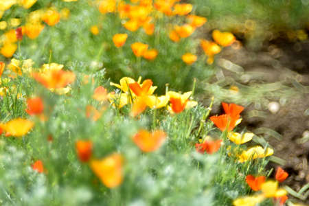 Yellow-red flowers of the Ashsholtia Poppy Papaveraceae in the greenery in summerの写真素材