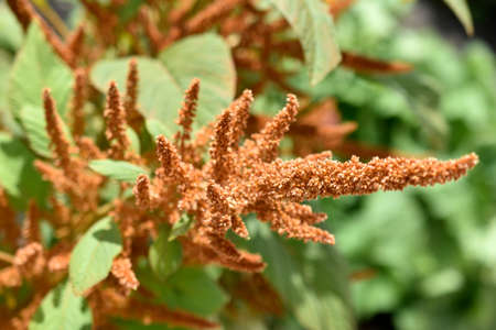 Yellow spikelets Amaranth flowers in the gardenの写真素材