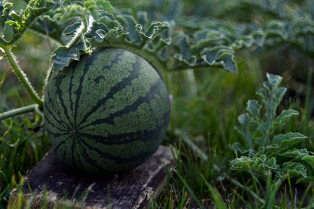 Green beautiful watermelon fruit seedlings in the fieldの写真素材