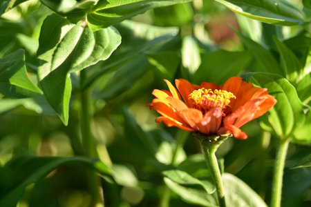 Yellow red white cynia close up macro photoの写真素材