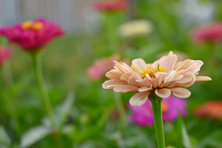 Yellow red white cynia close up macro photoの写真素材