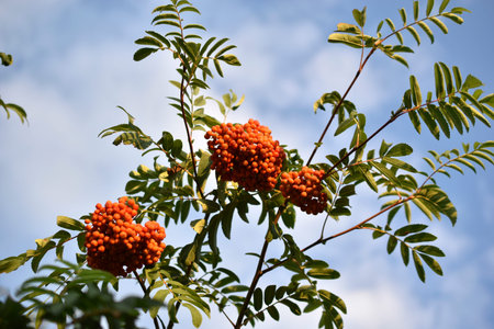 Red mountain ash fruits in clusters on the branches