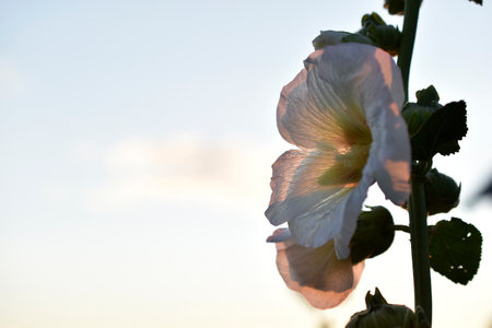 Colorful mallow flowers close-up in the gardenの写真素材