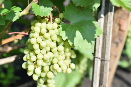 Green juicy fruits of grapes in the garden on the branches
