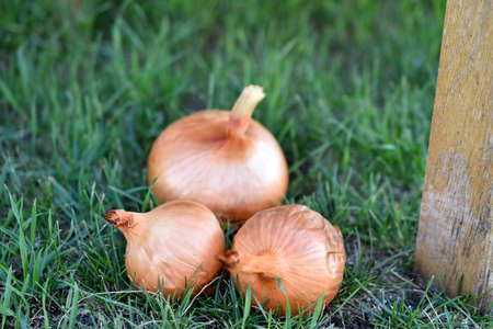Onion fruits on the grass in the gardenの写真素材