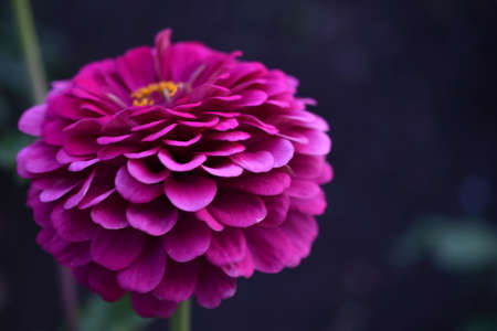 Zinnia lat. zinnia is a genus of annual and perennial grasses and semi-shrubs of the Asteraceae familyの写真素材