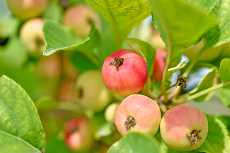 Yellow-red fruits of a wild apple tree on the branchesの写真素材