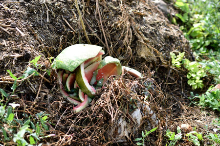 Garbage pit with food waste in the gardenの写真素材