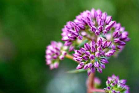 Lilac flowers of an onion decorative close-upの写真素材