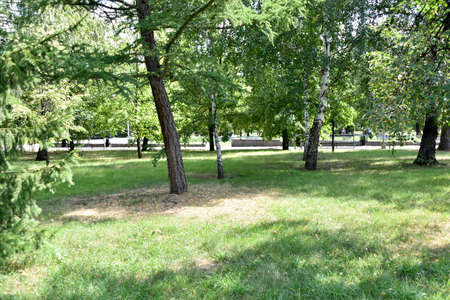 Trees and grass in the park in the summer in the cityの写真素材