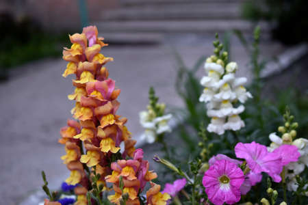 Colorful snapdragon flowers in the evening in the gardenの写真素材