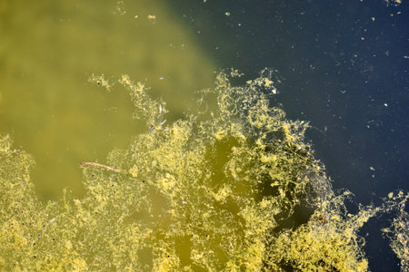 Green algae on the water surface of the swampの写真素材