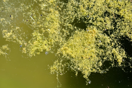 Green algae on the water surface of the swamp