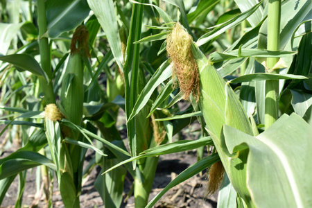 Corn cobs on a plant in the summer in the garden