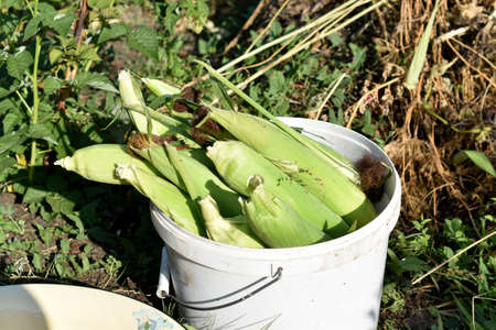 Ears of ripe corn in a bucket close-upの写真素材