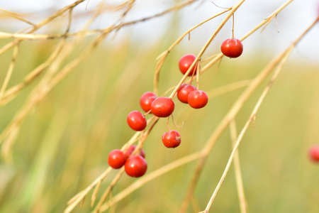 Red berries of medicinal Asparagus in the field dry branchesの写真素材