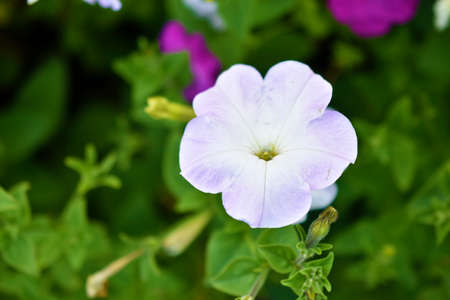 White red and blue flowers of petunia solanaceae close up on the garden bedの写真素材